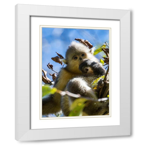 Asia-China-Tacheng-Young Yunnan Black Snub-Nosed Monkey White Modern Wood Framed Art Print with Double Matting by Looney, Hollice