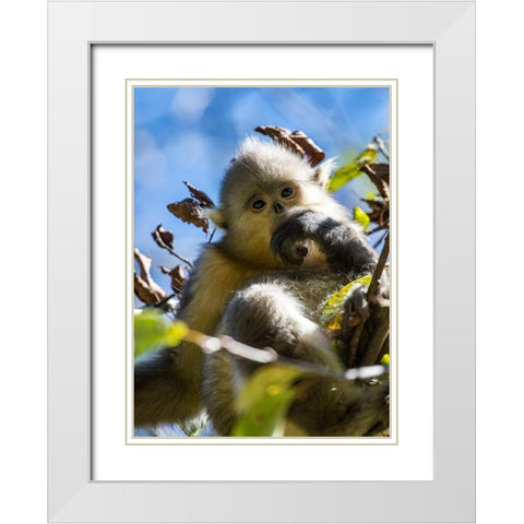 Asia-China-Tacheng-Young Yunnan Black Snub-Nosed Monkey White Modern Wood Framed Art Print with Double Matting by Looney, Hollice