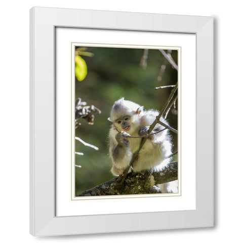 Asia-China-Tacheng-Young Yunnan Black Snub-Nosed Monkey White Modern Wood Framed Art Print with Double Matting by Looney, Hollice