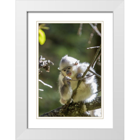 Asia-China-Tacheng-Young Yunnan Black Snub-Nosed Monkey White Modern Wood Framed Art Print with Double Matting by Looney, Hollice