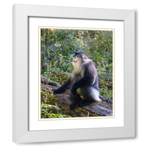 Asia-China-Tacheng-Yunnan Black Snub-Nosed Monkey White Modern Wood Framed Art Print with Double Matting by Looney, Hollice