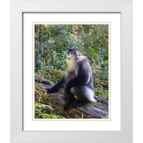Asia-China-Tacheng-Yunnan Black Snub-Nosed Monkey White Modern Wood Framed Art Print with Double Matting by Looney, Hollice
