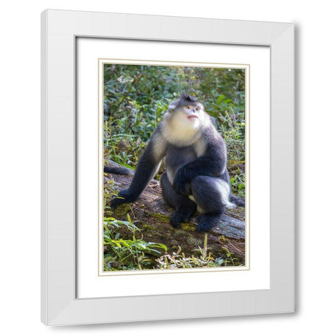 Asia-China-Tacheng-Yunnan Black Snub-Nosed Monkey White Modern Wood Framed Art Print with Double Matting by Looney, Hollice