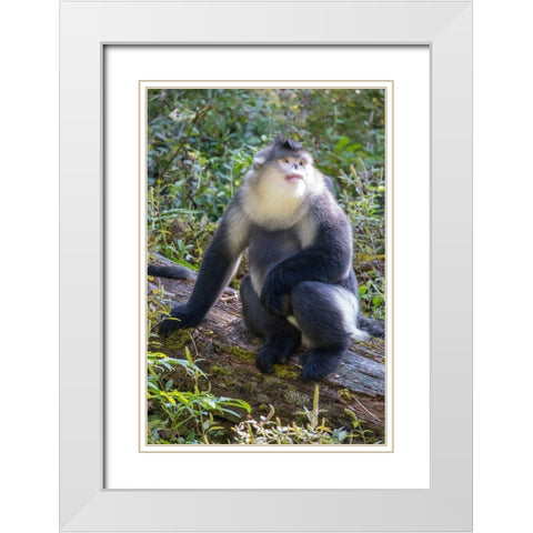 Asia-China-Tacheng-Yunnan Black Snub-Nosed Monkey White Modern Wood Framed Art Print with Double Matting by Looney, Hollice
