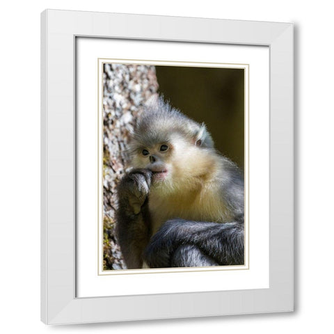 Asia-China-Tacheng-Yunnan Black Snub-Nosed Monkey White Modern Wood Framed Art Print with Double Matting by Looney, Hollice