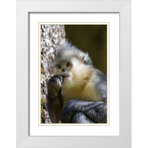 Asia-China-Tacheng-Yunnan Black Snub-Nosed Monkey White Modern Wood Framed Art Print with Double Matting by Looney, Hollice