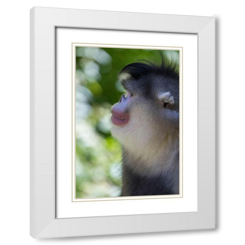 Asia-China-Tacheng-Yunnan Black Snub-Nosed Monkey White Modern Wood Framed Art Print with Double Matting by Looney, Hollice