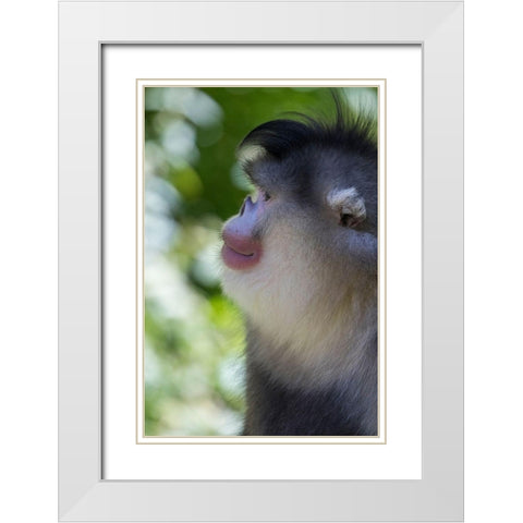 Asia-China-Tacheng-Yunnan Black Snub-Nosed Monkey White Modern Wood Framed Art Print with Double Matting by Looney, Hollice