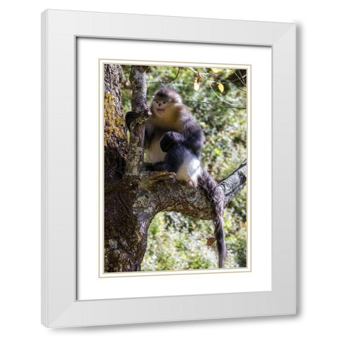 Asia-China-Tacheng-Yunnan Black Snub-Nosed Monkey White Modern Wood Framed Art Print with Double Matting by Looney, Hollice
