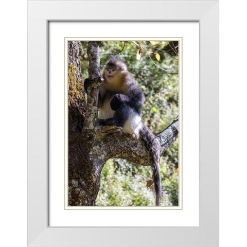 Asia-China-Tacheng-Yunnan Black Snub-Nosed Monkey White Modern Wood Framed Art Print with Double Matting by Looney, Hollice