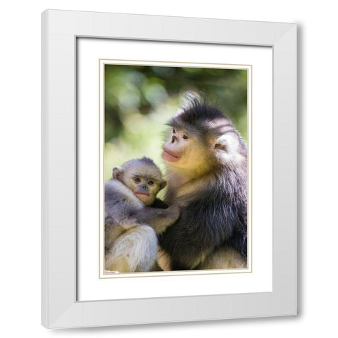 Asia-China-Tacheng-Yunnan Black Snub-Nosed monkeys-Adult and Young White Modern Wood Framed Art Print with Double Matting by Looney, Hollice