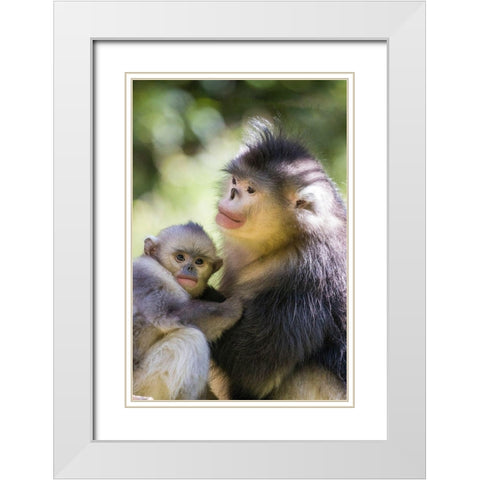 Asia-China-Tacheng-Yunnan Black Snub-Nosed monkeys-Adult and Young White Modern Wood Framed Art Print with Double Matting by Looney, Hollice