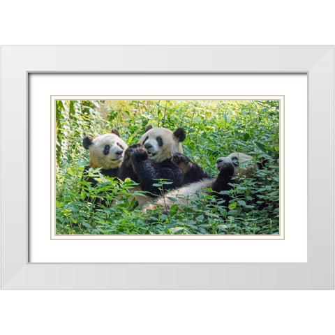Pandas eating bamboo-Chengdu-Sichuan Province-China White Modern Wood Framed Art Print with Double Matting by Su, Keren