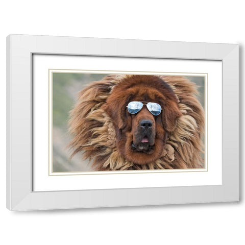 Tibetan Mastiff wearing sun glasses-Tibet-China White Modern Wood Framed Art Print with Double Matting by Su, Keren