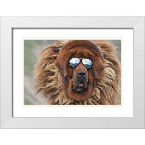 Tibetan Mastiff wearing sun glasses-Tibet-China White Modern Wood Framed Art Print with Double Matting by Su, Keren
