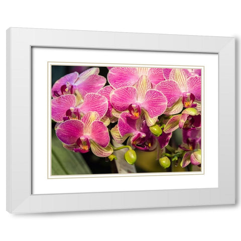 China-Hong Kong Orchids on display at a flower market White Modern Wood Framed Art Print with Double Matting by Eggers, Julie
