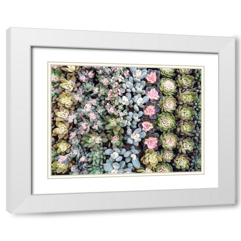 China-Hong Kong A variety of sedum on display at a flower market White Modern Wood Framed Art Print with Double Matting by Eggers, Julie