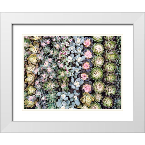 China-Hong Kong A variety of sedum on display at a flower market White Modern Wood Framed Art Print with Double Matting by Eggers, Julie