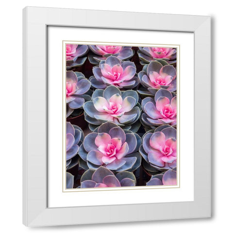 China-Hong Kong A variety of sedum on display at a flower market White Modern Wood Framed Art Print with Double Matting by Eggers, Julie
