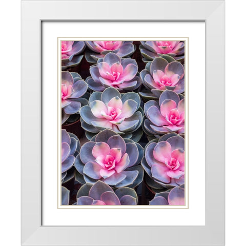 China-Hong Kong A variety of sedum on display at a flower market White Modern Wood Framed Art Print with Double Matting by Eggers, Julie