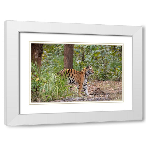 India-Madhya Pradesh-Bandhavgarh National Park Young female Bengal tiger stretching White Modern Wood Framed Art Print with Double Matting by Hopkins, Cindy Miller