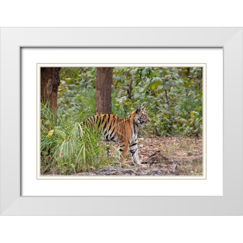 India-Madhya Pradesh-Bandhavgarh National Park Young female Bengal tiger stretching White Modern Wood Framed Art Print with Double Matting by Hopkins, Cindy Miller