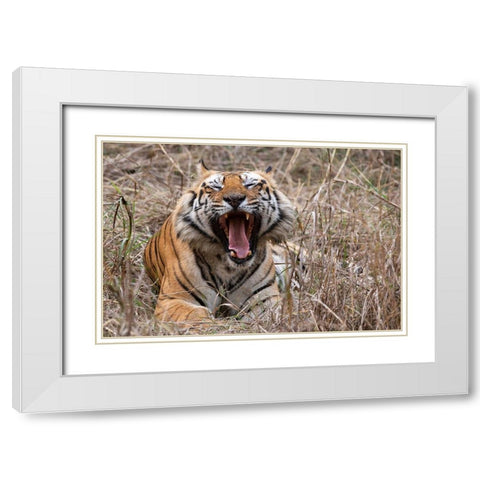 India-Madhya Pradesh-Bandhavgarh National Park Bengal tiger-endangered species White Modern Wood Framed Art Print with Double Matting by Hopkins, Cindy Miller