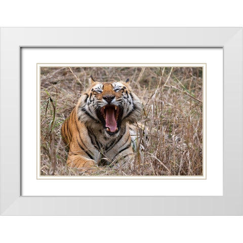 India-Madhya Pradesh-Bandhavgarh National Park Bengal tiger-endangered species White Modern Wood Framed Art Print with Double Matting by Hopkins, Cindy Miller
