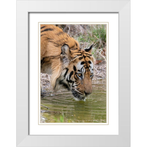 India-Madhya Pradesh-Bandhavgarh National Park Male Bengal tiger drinking from pond White Modern Wood Framed Art Print with Double Matting by Hopkins, Cindy Miller