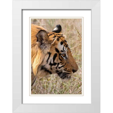 India-Madhya Pradesh-Bandhavgarh National Park Bengal tiger White Modern Wood Framed Art Print with Double Matting by Hopkins, Cindy Miller