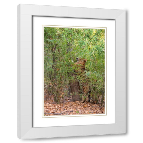 India-Madhya Pradesh-Bandhavgarh National Park Bengal tiger sent marking tree in bamboo habitat White Modern Wood Framed Art Print with Double Matting by Hopkins, Cindy Miller