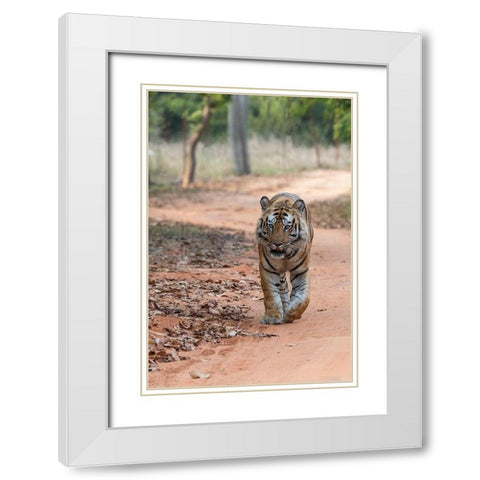 India-Madhya Pradesh-Bandhavgarh National Park Bengal tiger-endangered species White Modern Wood Framed Art Print with Double Matting by Hopkins, Cindy Miller
