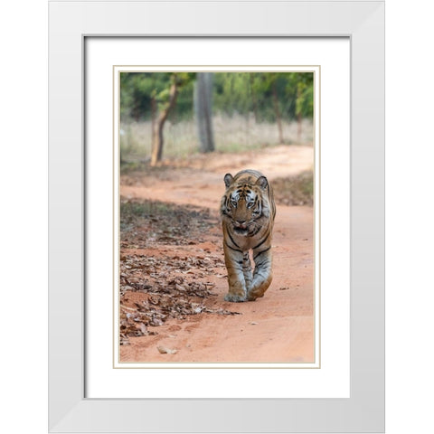 India-Madhya Pradesh-Bandhavgarh National Park Bengal tiger-endangered species White Modern Wood Framed Art Print with Double Matting by Hopkins, Cindy Miller