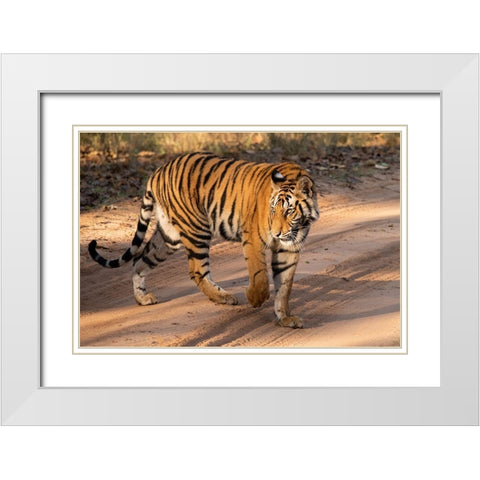 India-Madhya Pradesh-Bandhavgarh National Park Mature female Bengal tiger-endangered species White Modern Wood Framed Art Print with Double Matting by Hopkins, Cindy Miller