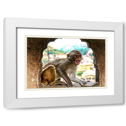 Jaipur-India-Monkey Temple-laughing Macaque White Modern Wood Framed Art Print with Double Matting by Sienda, Jolly
