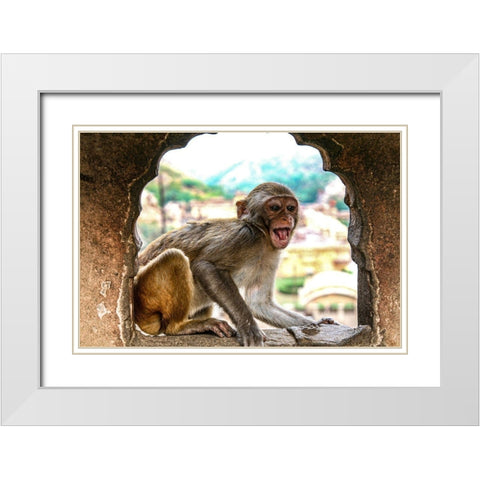 Jaipur-India-Monkey Temple-laughing Macaque White Modern Wood Framed Art Print with Double Matting by Sienda, Jolly