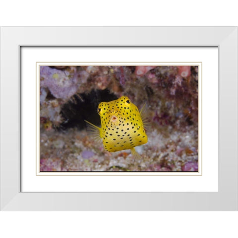 Indonesia, Komodo NP Juvenile box fish White Modern Wood Framed Art Print with Double Matting by Shimlock, Jones