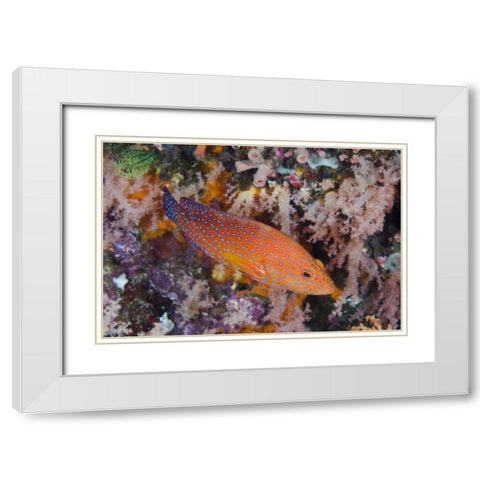Indonesia, Komodo NP A coral trout among reef White Modern Wood Framed Art Print with Double Matting by Shimlock, Jones