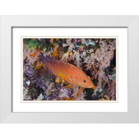 Indonesia, Komodo NP A coral trout among reef White Modern Wood Framed Art Print with Double Matting by Shimlock, Jones
