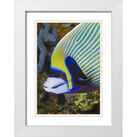 Indonesia, Komodo NP Angelfish being cleaned White Modern Wood Framed Art Print with Double Matting by Shimlock, Jones