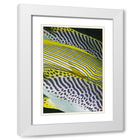 Indonesia, Komodo NP Banding on sweetlips fish White Modern Wood Framed Art Print with Double Matting by Shimlock, Jones