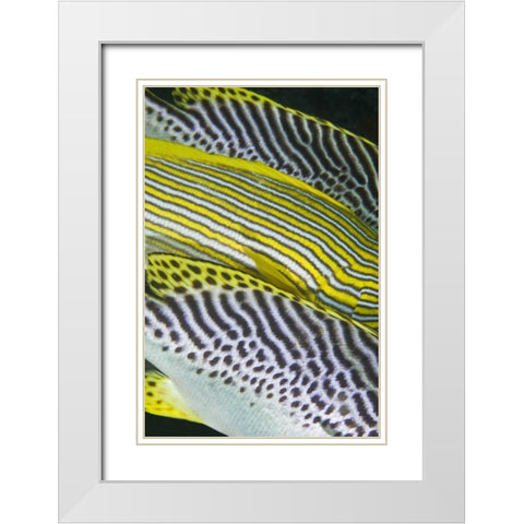 Indonesia, Komodo NP Banding on sweetlips fish White Modern Wood Framed Art Print with Double Matting by Shimlock, Jones
