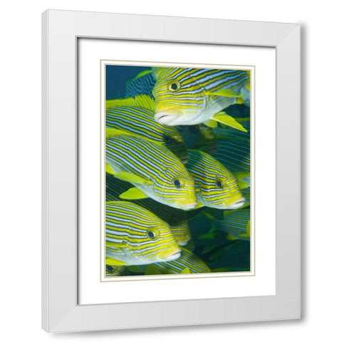 Indonesia, Komodo NP Ribbon sweetlips fish White Modern Wood Framed Art Print with Double Matting by Shimlock, Jones