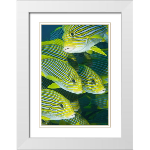 Indonesia, Komodo NP Ribbon sweetlips fish White Modern Wood Framed Art Print with Double Matting by Shimlock, Jones