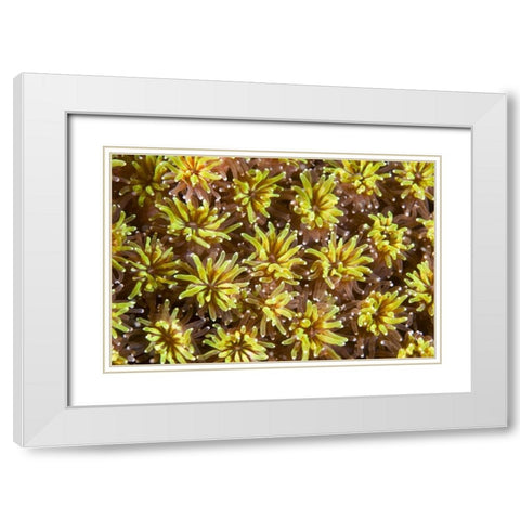 Indonesia, Komodo NP Tentacles of polyps White Modern Wood Framed Art Print with Double Matting by Shimlock, Jones