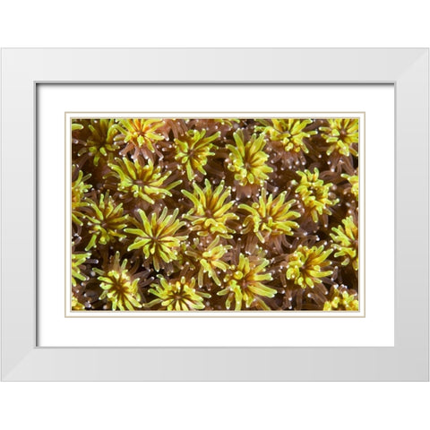 Indonesia, Komodo NP Tentacles of polyps White Modern Wood Framed Art Print with Double Matting by Shimlock, Jones