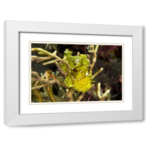 Indonesia, Komodo NP Sailfin leaffish in coral White Modern Wood Framed Art Print with Double Matting by Shimlock, Jones