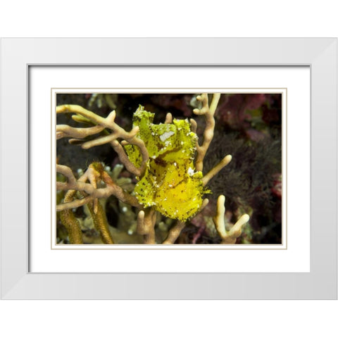 Indonesia, Komodo NP Sailfin leaffish in coral White Modern Wood Framed Art Print with Double Matting by Shimlock, Jones