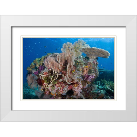 Indonesia, Komodo NP Protected coral reef White Modern Wood Framed Art Print with Double Matting by Shimlock, Jones