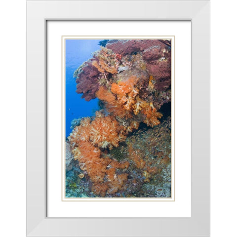 Indonesia, Komodo NP Protected coral reef White Modern Wood Framed Art Print with Double Matting by Shimlock, Jones